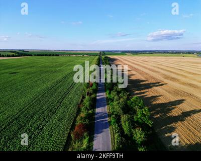 Una vista della strada tra i campi di girasole e grano sotto il cielo limpido e blu Foto Stock