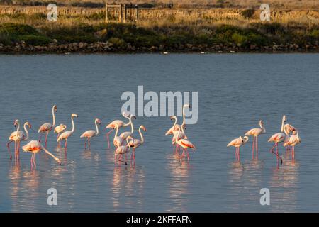 Vista panoramica dei fenicotteri rosa al tramonto che si riflettono sul lago di acqua salata nel sud della Francia Foto Stock