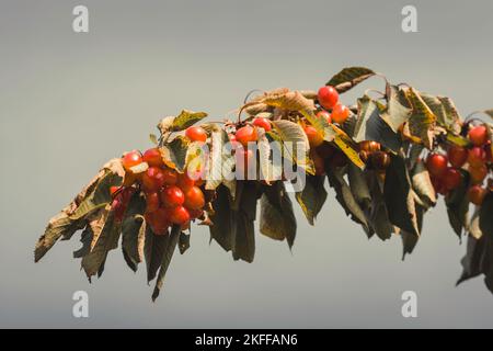 Vista ravvicinata delle ciliegie in branca durante la stagione estiva in Provenza sud della Francia Foto Stock