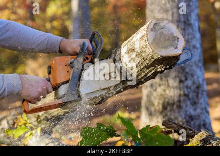 Utilità uomo professionale taglio albero tronco rotto con motosega dopo l'uragano Foto Stock