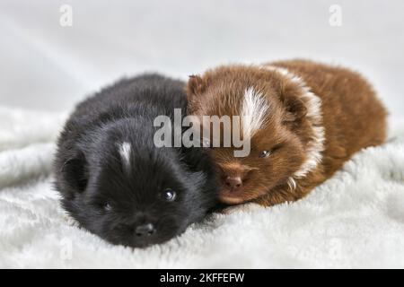 Due cuccioli chihuahua sdraiati su un tessuto bianco morbido, carini cani dorati e neri si riproducono su sfondo bianco. Simpatico cuccioli di giocattolo Foto Stock
