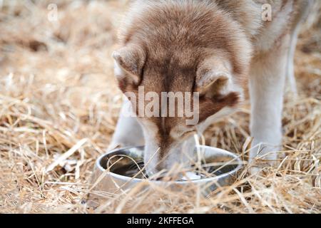 Il cane di Husky siberiano beve l'acqua dalla ciotola di metallo, cane di Husky con colore bianco marrone che riposa dopo una corsa. Amichevole cane usky bevande all'aperto acqua, secco gr Foto Stock