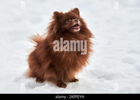 Happy Pomeranian Spitz cane in inverno all'aperto a piedi full size profilo ritratto, carino cioccolato marrone Spitz cucciolo a piedi sulla neve. Pomera divertente e soffice Foto Stock