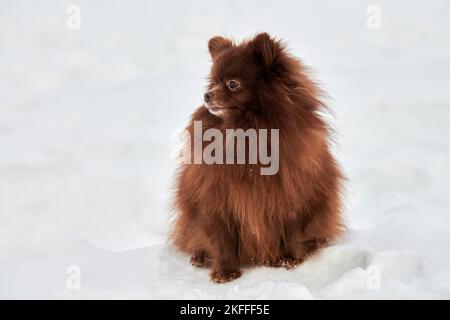 Happy Pomeranian Spitz cane in inverno all'aperto a piedi full size profilo ritratto, carino cioccolato marrone Spitz cucciolo a piedi sulla neve. Pomera divertente e soffice Foto Stock