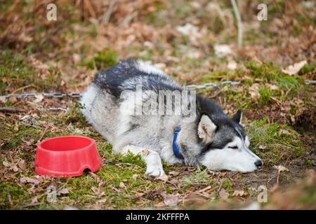 Cane di Husky siberiano sdraiato vicino a ciotola su erba forestale, cane di Husky riposo in attesa di pasto yummy con occhi marrone blu e colore grigio nero mantello. Carino affamato H Foto Stock