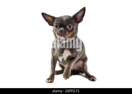 Cane chihuahua a capelli corti con grandi orecchie sollevato una zampa isolato su sfondo bianco, carino adorabile piccolo chihuahua cane. Divertente chihuahua marrone nero Foto Stock