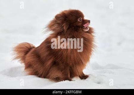 Happy Pomeranian Spitz cane in inverno all'aperto a piedi full size profilo ritratto, carino cioccolato marrone Spitz cucciolo a piedi sulla neve. Pomera divertente e soffice Foto Stock