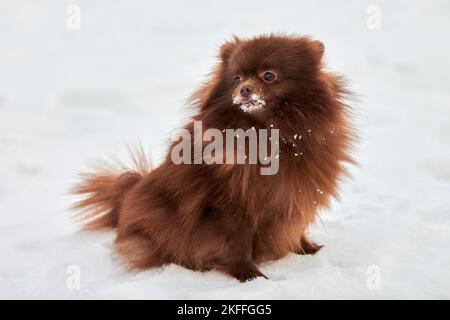 Happy Pomeranian Spitz cane in inverno all'aperto a piedi full size profilo ritratto, carino cioccolato marrone Spitz cucciolo a piedi sulla neve. Pomera divertente e soffice Foto Stock