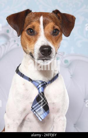 Parson Russell Terrier ritratto Foto Stock