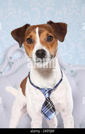 Parson Russell Terrier ritratto Foto Stock