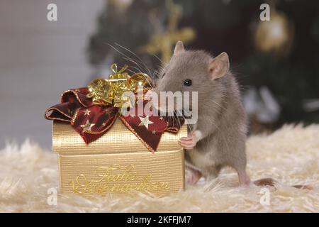 ratto con deco di natale Foto Stock