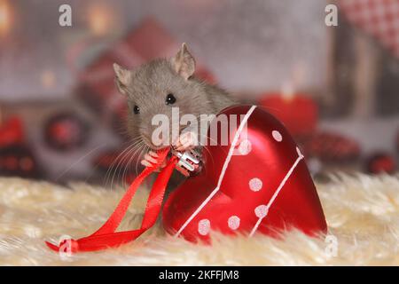 ratto con deco di natale Foto Stock