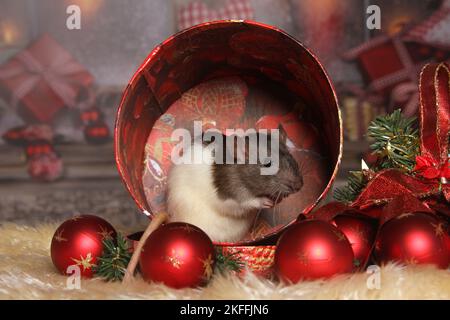 ratto con deco di natale Foto Stock