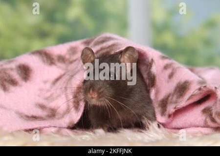 Ratto operato Foto Stock