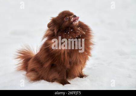 Happy Pomeranian Spitz cane in inverno all'aperto a piedi full size profilo ritratto, carino cioccolato marrone Spitz cucciolo a piedi sulla neve. Pomera divertente e soffice Foto Stock