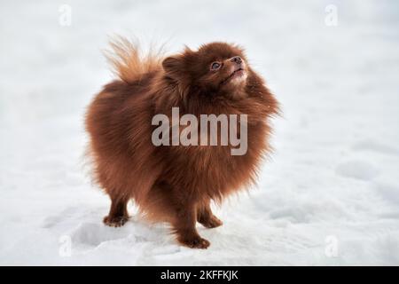 Happy Pomeranian Spitz cane in inverno all'aperto a piedi full size profilo ritratto, carino cioccolato marrone Spitz cucciolo a piedi sulla neve. Pomera divertente e soffice Foto Stock