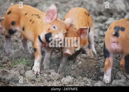 Maialini nati di recente (Oxford Sandy & Black) presso la Woodfoot Farm vicino a Hawick, ai confini scozzesi. Foto Stock