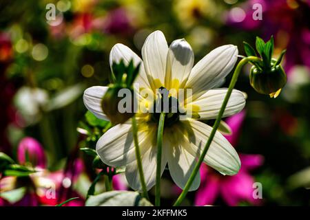 Fiori in primavera indiana a Nuova Delhi al Sunder Nursery Foto Stock