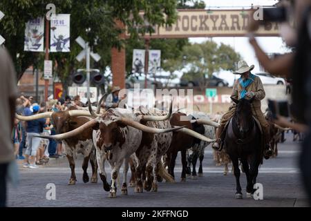 Un cowboy sul suo cavallo con diverse longhorns a piedi al Stockyards, Fort Worth Foto Stock