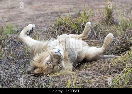 Leone Foto Stock