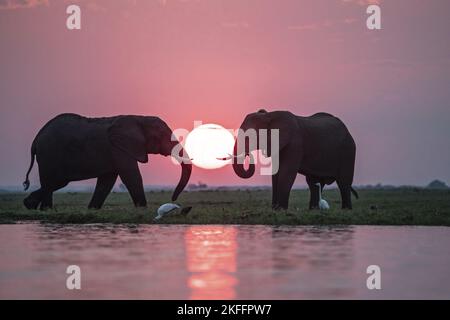 Gli elefanti africani Foto Stock