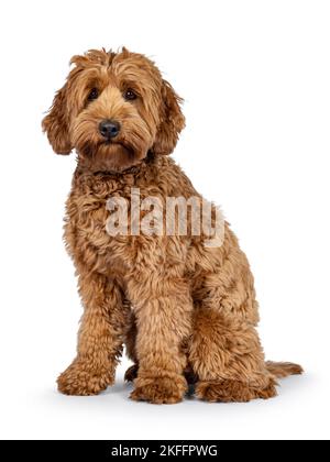 Carino giovane Cobberdog aka Labradoodle cane cucciolo. Sedersi lateralmente. Guardando verso la fotocamera. Isolato su sfondo bianco. Foto Stock