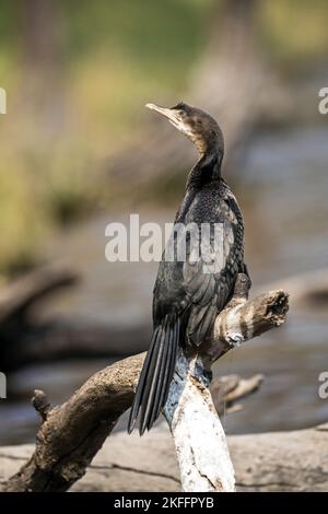 Cormorano seduto a coda lunga Foto Stock