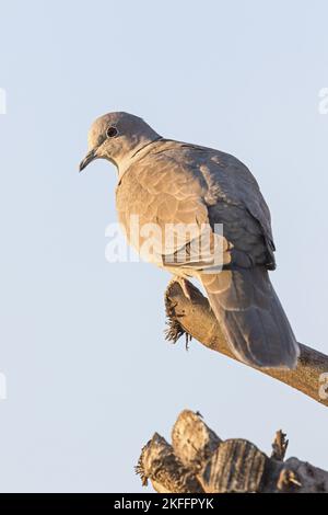 Colato eurasiatico seduto dove Foto Stock