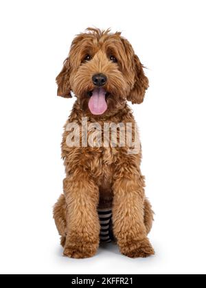 Carino giovane Cobberdog aka Labradoodle cane cucciolo. Seduti davanti. Guardando verso la fotocamera. Lingua fuori, ansimando. Isolato su sfondo bianco. Foto Stock