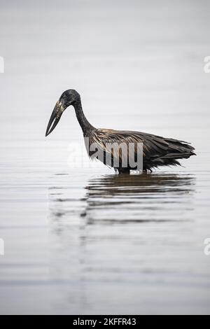 Mohrenklaffschnabel Foto Stock