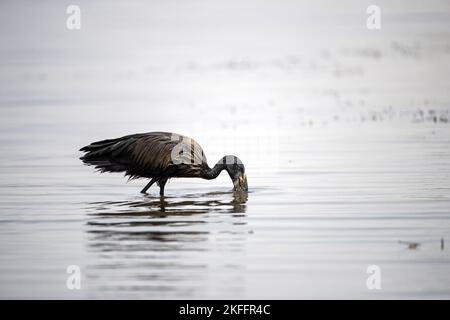 Camminare Mohrenklaffschnabel Foto Stock