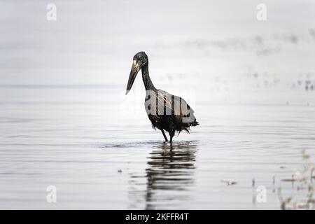 Camminare Mohrenklaffschnabel Foto Stock