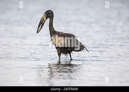 Camminare Mohrenklaffschnabel Foto Stock