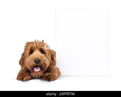 Carino giovane Cobberdog aka Labradoodle cane cucciolo. Posa in giù di fronte a fianco tela blanc. Guardando verso la fotocamera. Lingua fuori, ansimando. Isolato su Foto Stock