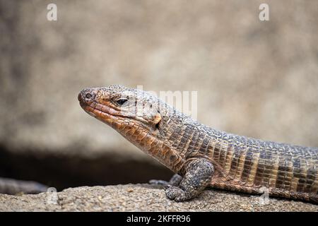 Lizard placcato gigante Foto Stock