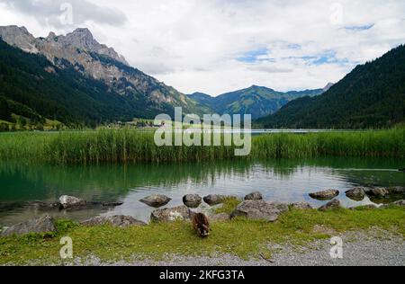 Panoramico lago alpino verde smeraldo Haldensee circondato da lussureggianti alberi verdi nelle Alpi della valle di Tannheim o Tannheimer tal, Tirolo, Austria Foto Stock