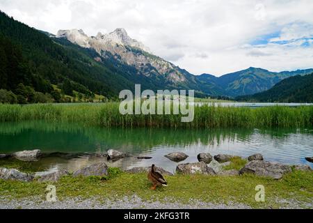 Panoramico lago alpino verde smeraldo Haldensee circondato da lussureggianti alberi verdi nelle Alpi della valle di Tannheim o Tannheimer tal, Tirolo, Austria Foto Stock