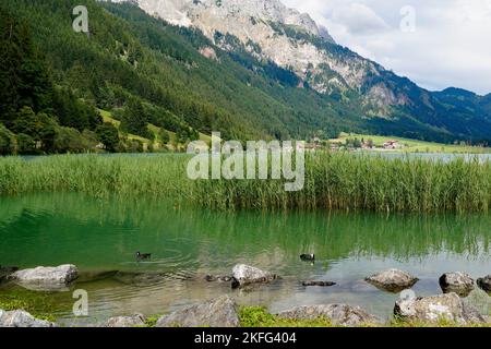 Panoramico lago alpino verde smeraldo Haldensee circondato da lussureggianti alberi verdi nelle Alpi della valle di Tannheim o Tannheimer tal, Tirolo, Austria Foto Stock
