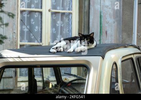 Un gatto sdraiato sul tetto di un'auto d'epoca all'esterno di un vecchio edificio con tende in pizzo. Francia Foto Stock