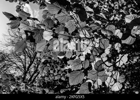 Foglie verdi accese dalla luce solare autunnale contro un cielo blu. Fotografia in bianco e nero. Foto Stock