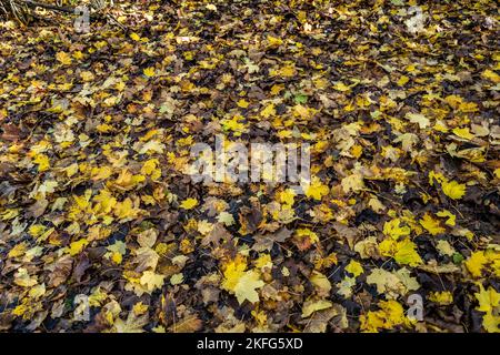 Giallo e marrone foglie di autunno sfondo. All'aperto. Immagine colorata del retro delle foglie autunnali cadute, perfetta per l'uso stagionale. Spazio per il testo. Foto Stock