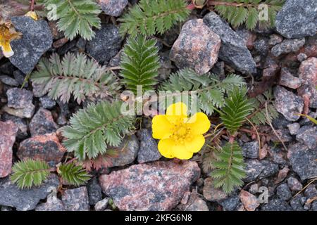 Gänse-Fingerkraut, Gänsefingerkraut, Gänsewiß, Grensel, Silberkraut, Säulkraut, Krampfkraut, Potentilla anserina, Argentina, anserina Silverwee comune Foto Stock