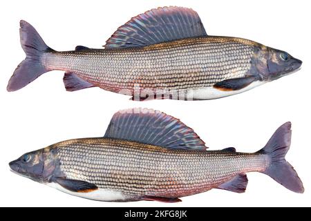 Pesce artico grigioso isolato su sfondo bianco. Pesce d'acqua dolce. Incredibile sport pesce grigiolo isolato con clipping path Foto Stock