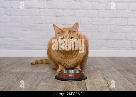 Gatto zenzero affamato siede dietro una ciotola vuota e loking alla macchina fotografica. Foto Stock