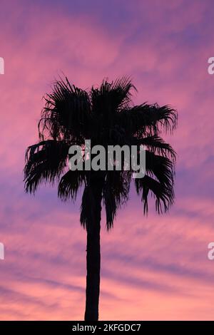 Una foto verticale di una silhouette di una palma sullo sfondo del cielo viola Foto Stock