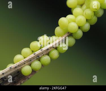 Uova di mosca compagno Burnet (Euclidia glifica) attaccate al gambo della pianta. Tipperary, Irlanda Foto Stock