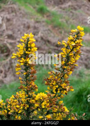 Un cespuglio, infiorescenze di bellissimi fiori gialli, una pianta. Ulex comunemente noto come gorse, furze, o whin è un genere di piante da fiore della famiglia Foto Stock