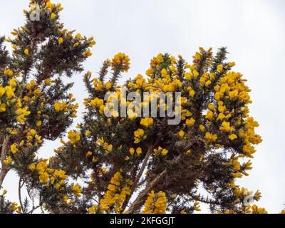 Ulex comunemente noto come gorse, furze, o whin è un genere di piante da fiore della famiglia Fabaceae. Forra cespuglio contro un cielo Foto Stock