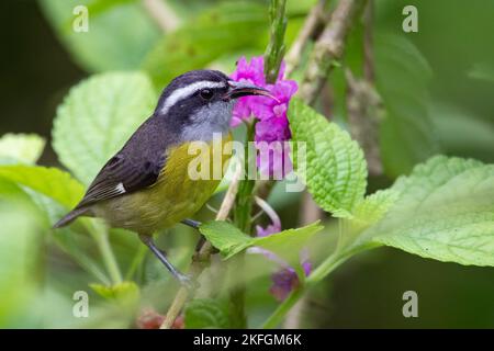 Un primo piano di un piccolo uccello, Bananaquit, Coereba flaveola arroccato su un sottile ramo di albero in foglie verdi Foto Stock