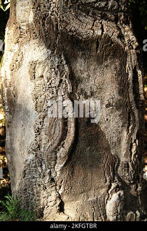 Primo piano del tronco di una quercia da sughero (Quercus suber) in Italia Foto Stock